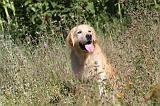 GOLDEN RETRIEVER 080